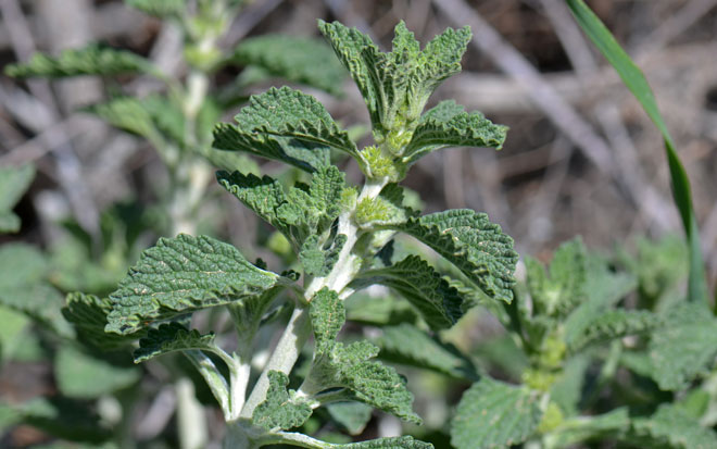 Marrubium vulgare, White Horehound